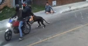 Filmaron a un perro que salvó a su dueño de un robo armado a fuerza de mordiscones