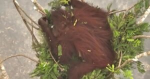 Novita, la orangutana que se salvó de las llamas en Indonesia aferrada a las ramas de un árbol